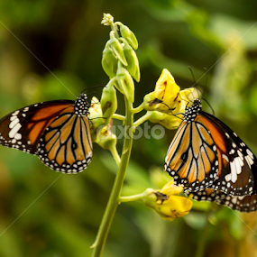Rendezvous  by Madhujith Venkatakrishna - Animals Insects & Spiders
