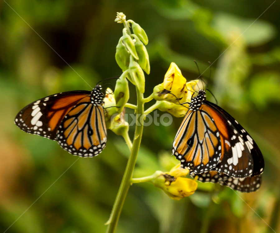 Rendezvous  by Madhujith Venkatakrishna - Animals Insects & Spiders
