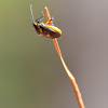 Florida Predatory Stink-bug