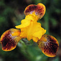 Hungarian Iris