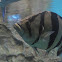 Siamese tigerfish