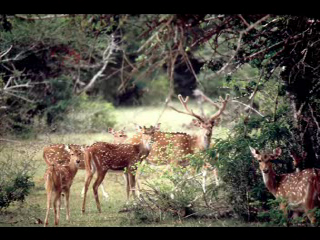 Sri Lankan Axis Deer