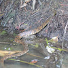 Diamond-backed watersnake (juvenile)