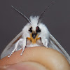 Virginian Tiger Moth