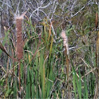 Cattail, Typha latifolia Linnaeus