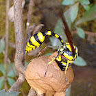 Potter wasp