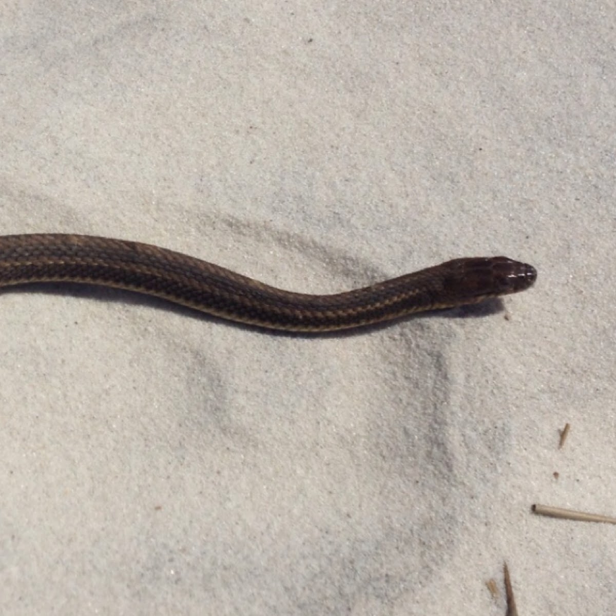 Salt Marsh Snake