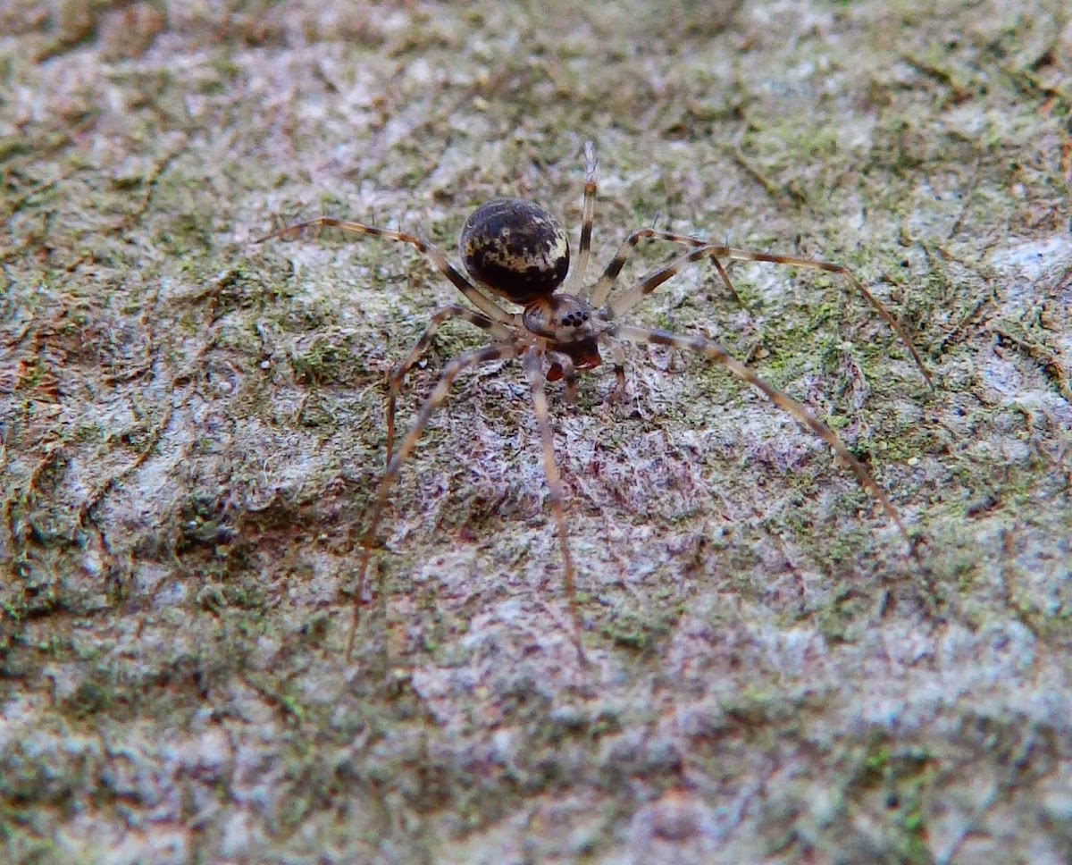 Linyphia triangularis spider