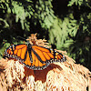 Monarch Butterfly (male)