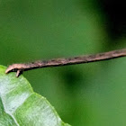 Large lace-border moth twig-mimicking caterpillar