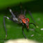Stilt-legged fly