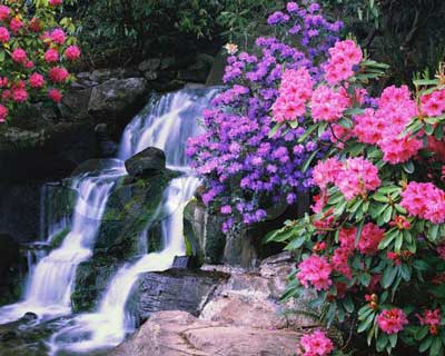 primavera-na-cascata.jpg