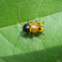 Cylindrical Leaf Beetle