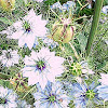 Love In A Mist