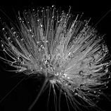 Bristtled by Asif Bora -  