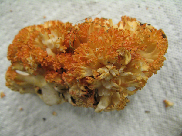 coral topped Ramaria mushroom