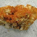 coral topped Ramaria mushroom