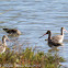 Black-tailed Godwit; Aguja Colinegra