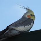 Cockatiel