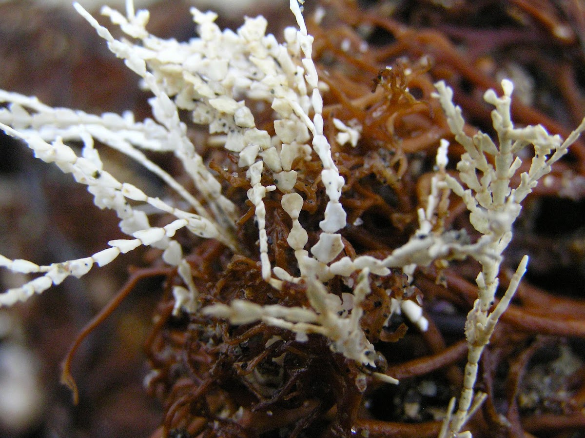 Red Algae (Corallina sp.)