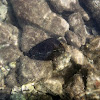 Depilatory sea hare (μαύρο οπισθοβράγχιο)