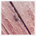 Multicolored Asian lady beetle (mature larva form)