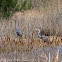 Grey Heron; Garza Real