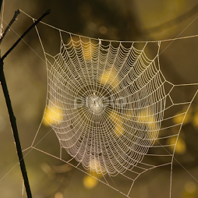 by Milan Horejsi - Nature Up Close Webs