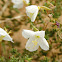 Evening Primrose