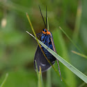 ctenucha moth