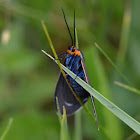 ctenucha moth