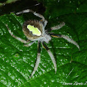 Tropical Orbweaver Spider