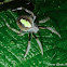 Tropical Orbweaver Spider