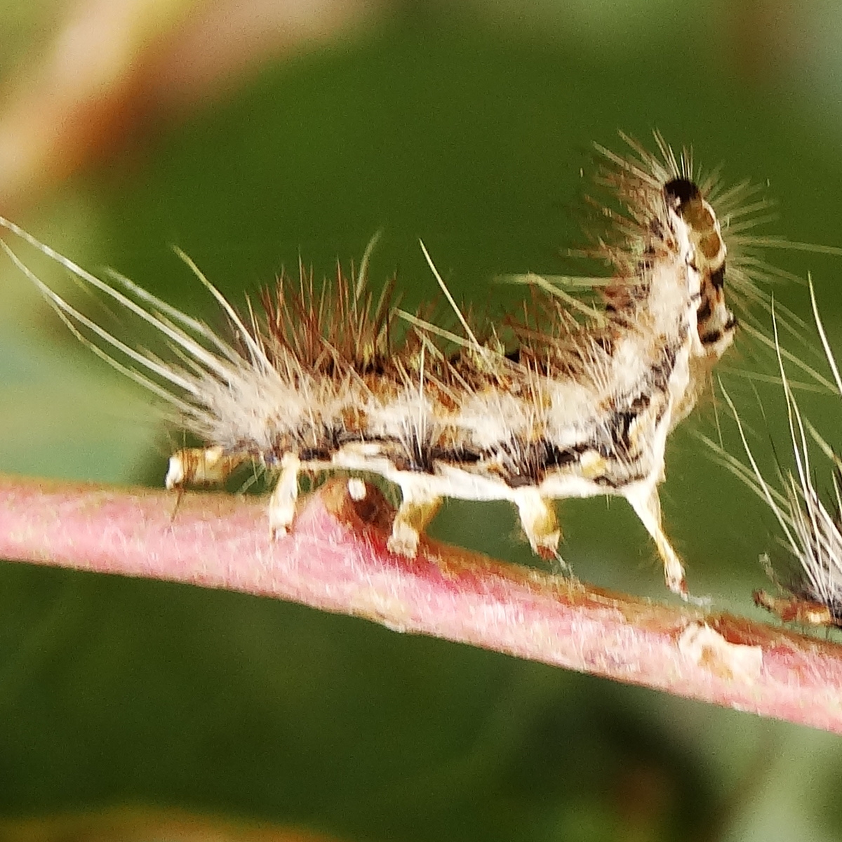 Parasitized caterpillars