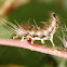 Parasitized caterpillars