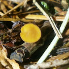 Cup fungus sp.?