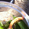 Great Ash Sphinx Caterpillar (Horn worm)