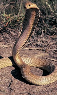 Cobra Wallpapers Screenshots 3