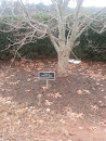 Phyllis Britt Memorial Tree