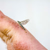 Speckled Dunn Mayfly