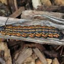 Orangestriped Oakworm