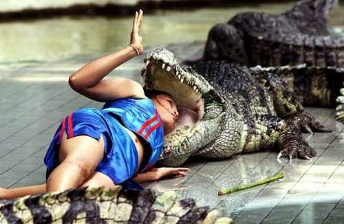Head in Crocodile