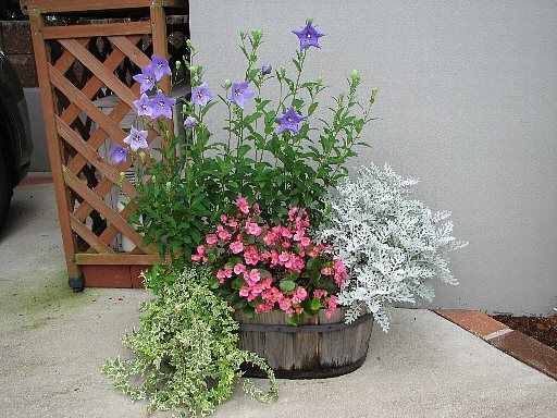 キキョウが開花 寄せ植えがそれなりの状態に てきとう園芸日記 楽天ブログ