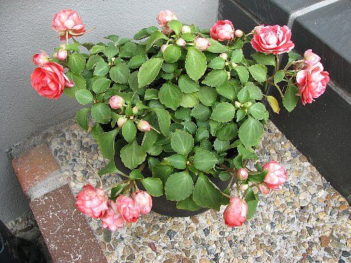 カリフォルニアローズ フィエスタ 暑さで異常発生 てきとう園芸日記 楽天ブログ