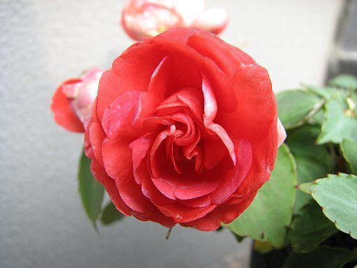 カリフォルニアローズ フィエスタ 暑さで異常発生 てきとう園芸日記 楽天ブログ