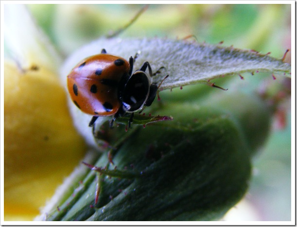 Ladybug 2