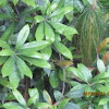 Greenish leaf warbler