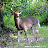 White Tail Deer Male