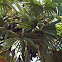 Sugar palm/ Toddy Palm/ Pana Nongu