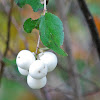 Common Snowberry